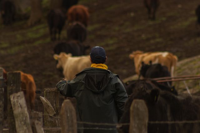 Impozit pe teren redus cu pana la 100% pentru micii fermieri care cresc animale. Ce prevede proiectul de lege
